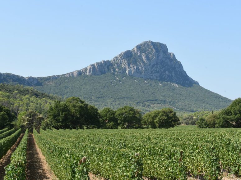 Vue sur le Pic Saint Loup